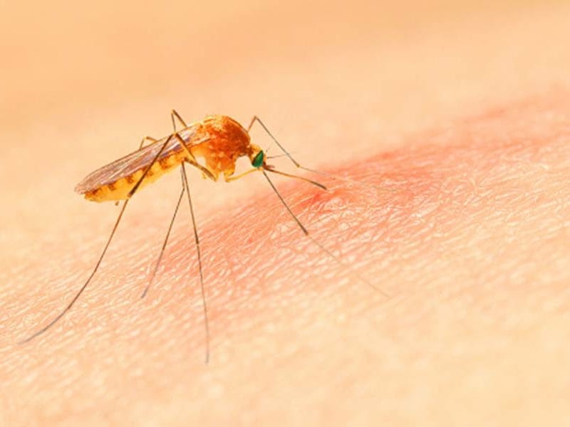 A mosquito punctures the skin of a person, revealing red swelling that's already started to occur.