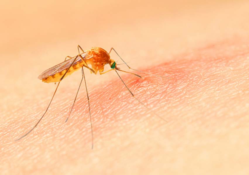 A mosquito punctures the skin of a person, revealing red swelling that's already started to occur.