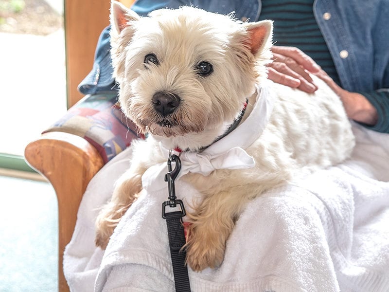 A resident's small pet dog sits on her lap looking into the camera while getting attention from their owner.